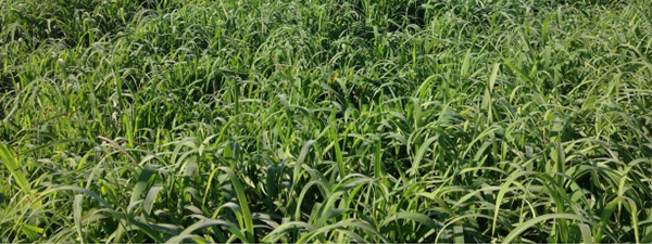 Andropogon